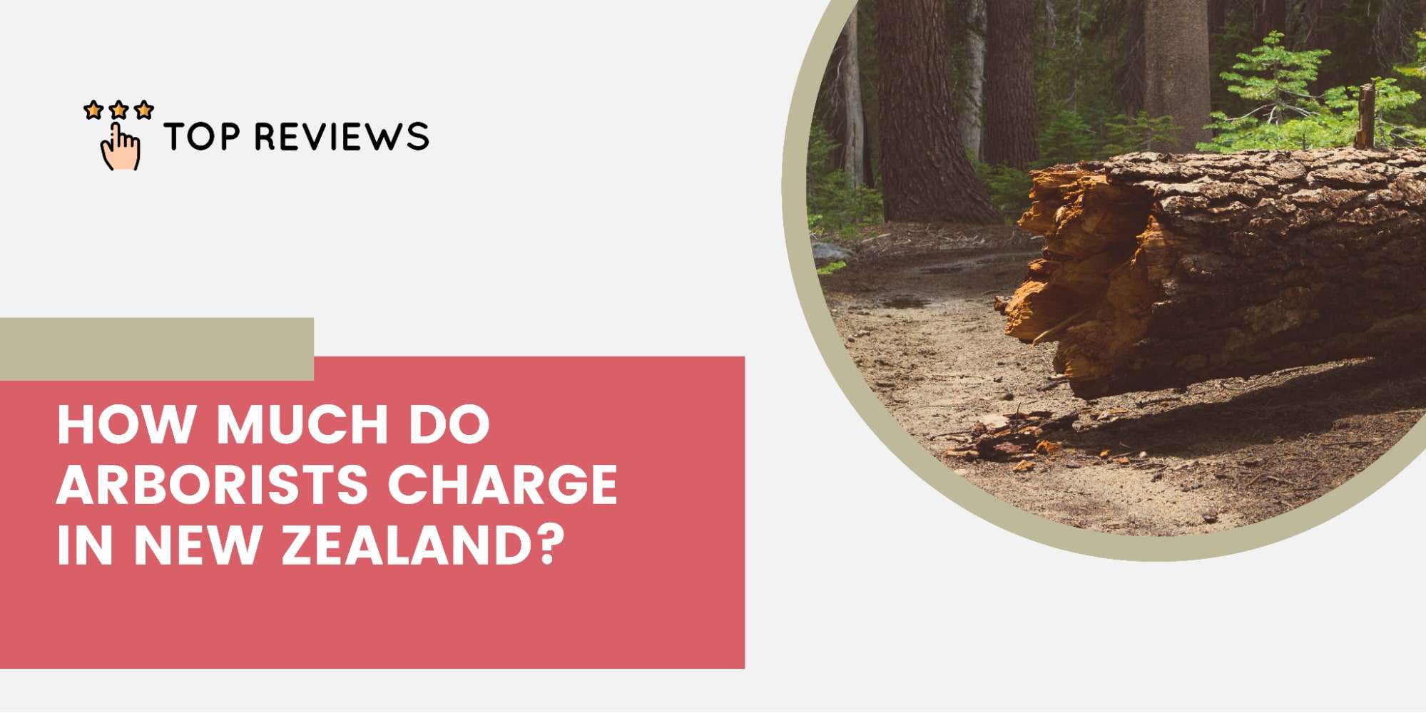 How much do arborists charge in New Zealand
