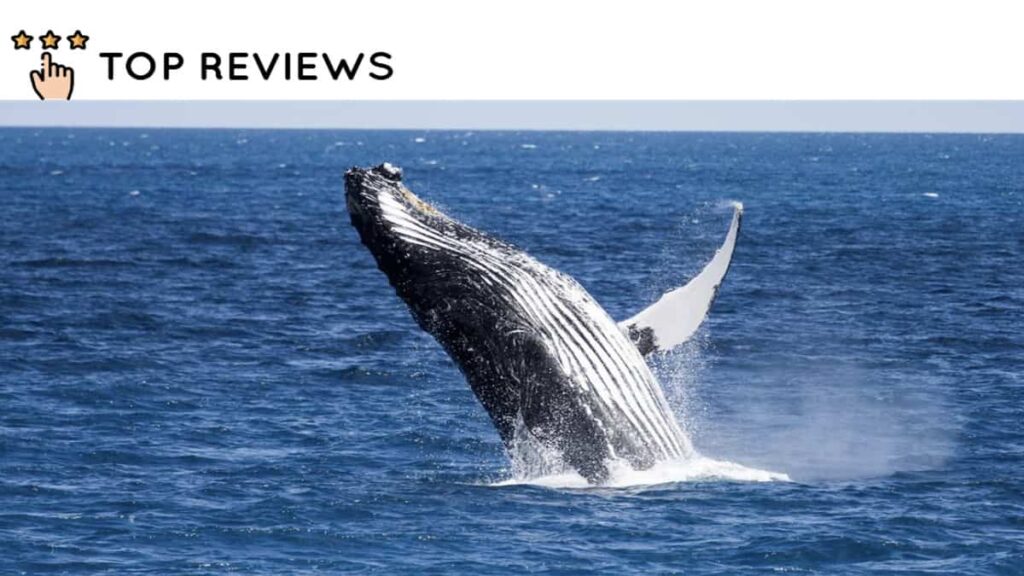 Why Whales are Special to Maori