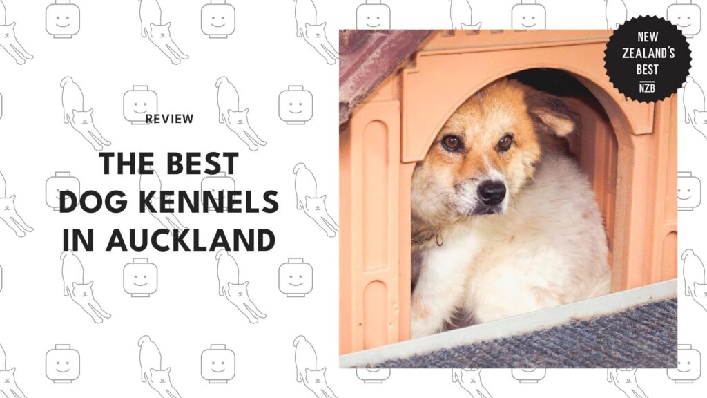 Best Dog Kennels Auckland