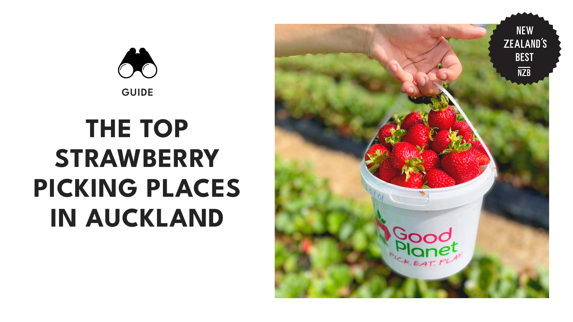 Best Strawberry Picking Places in Auckland