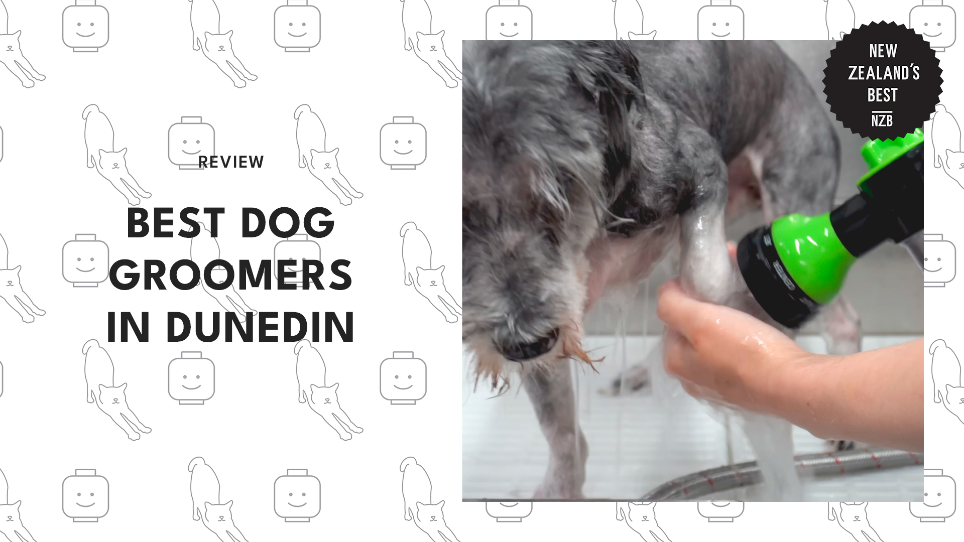 best-dog-groomers-dunedin
